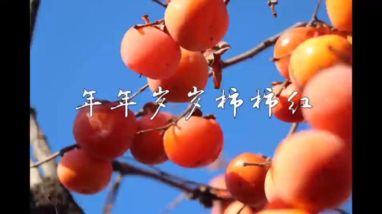 年年岁岁柿柿红剧情介绍(年年岁岁柿柿红剧情介绍柿红卖柿饼是哪一集)