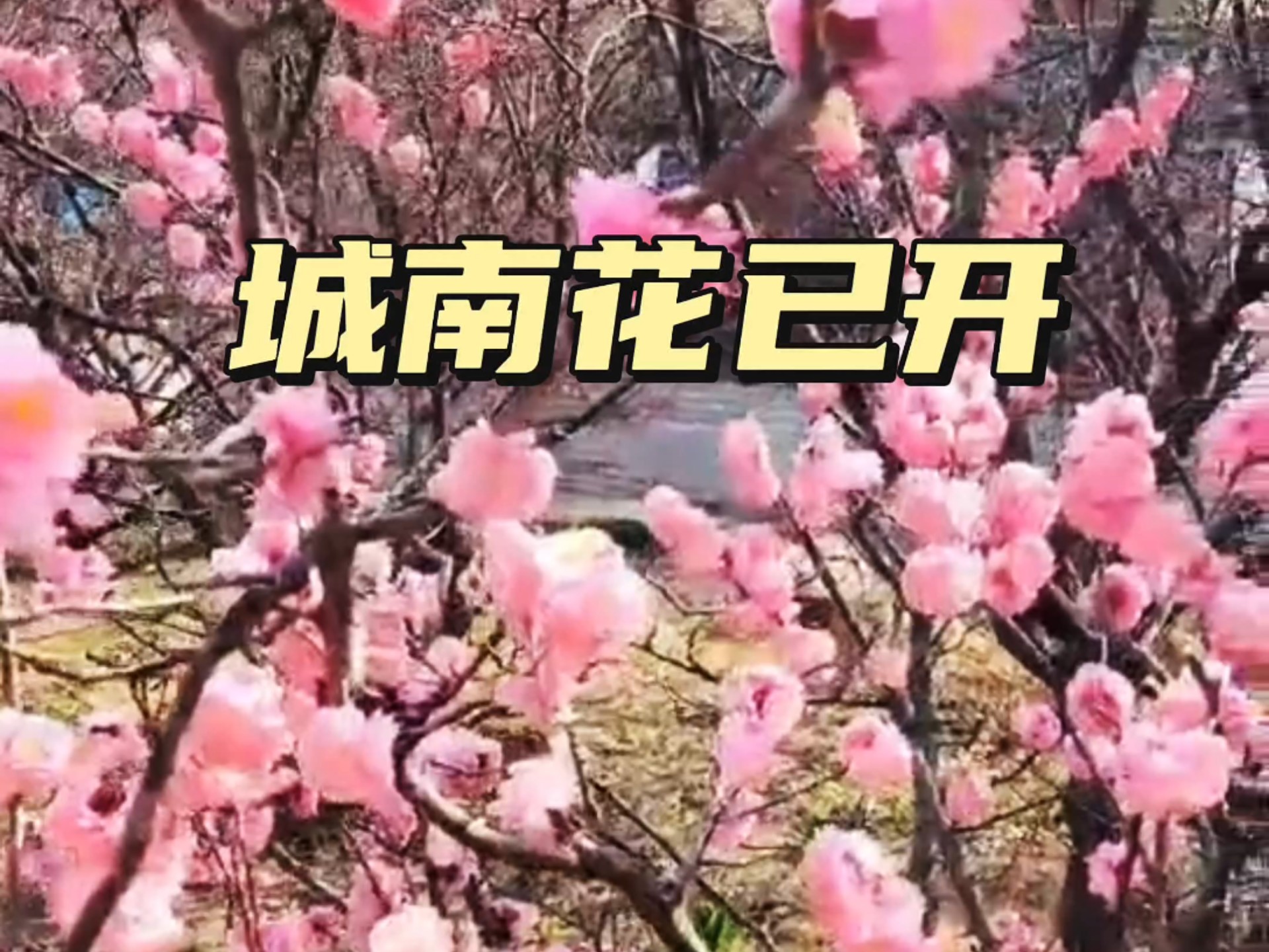 城南花正开_城南花正开剧情介绍