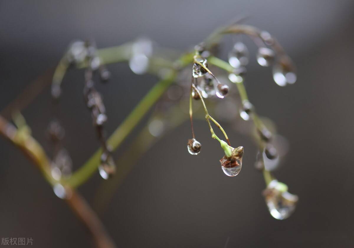 春雨无声_春雨无声短剧