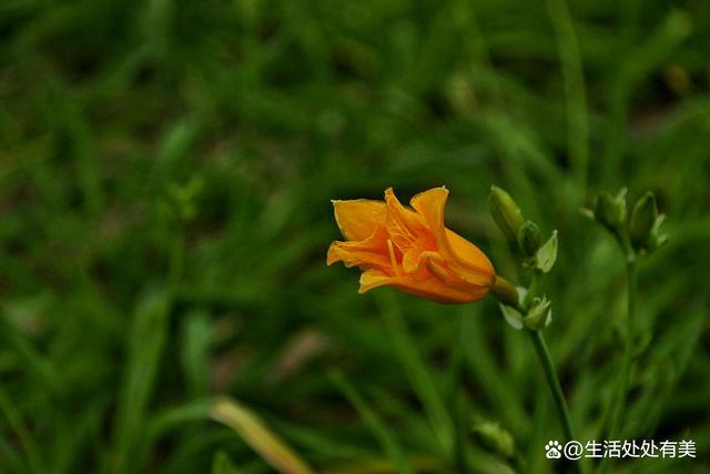 灿灿萱草花_灿灿萱草花,浓浓感恩情