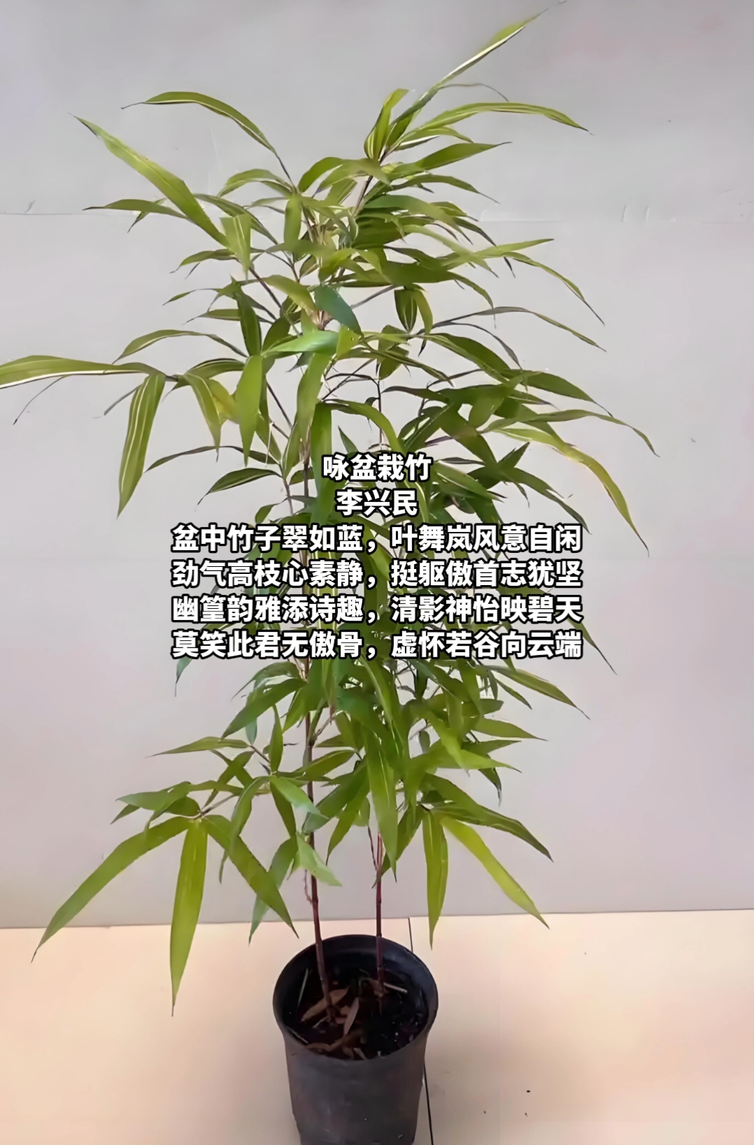 “岚”风知我意_