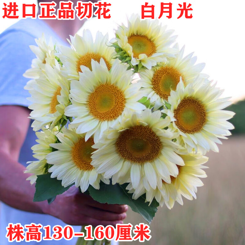 白月光恋人_白月光恋人女主叶宁的真名叫什么