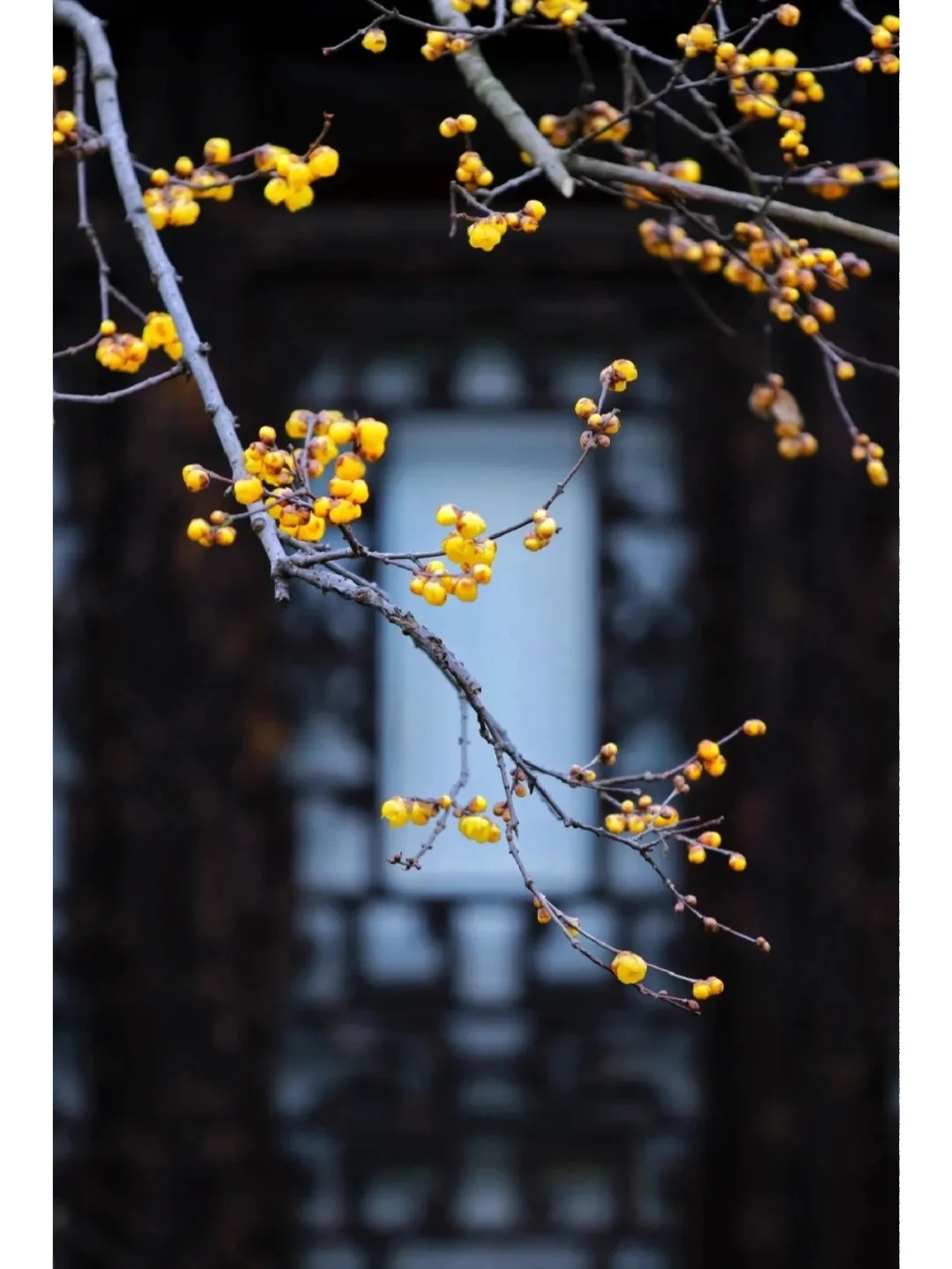 暗香_暗香app怎么下载