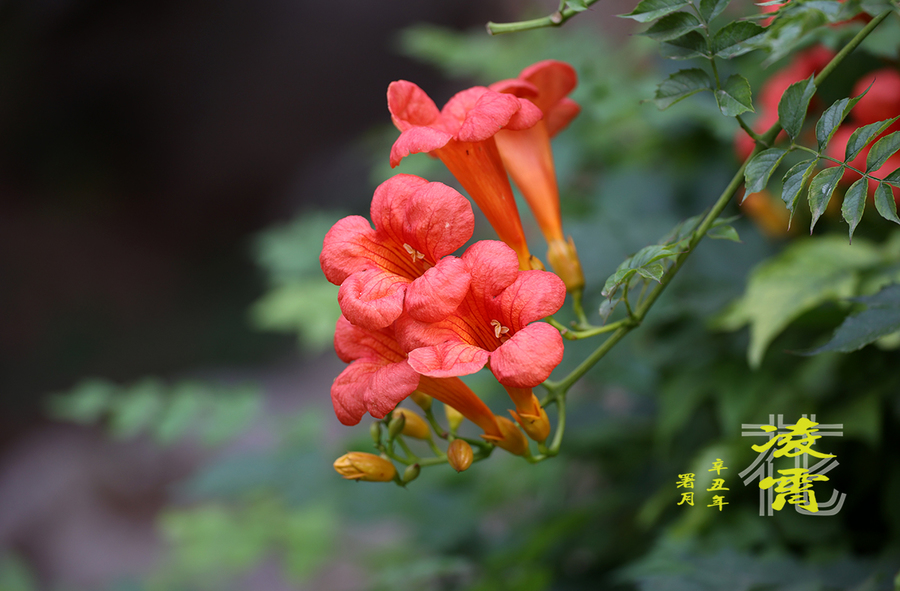不败凌霄花_不败凌霄花短剧